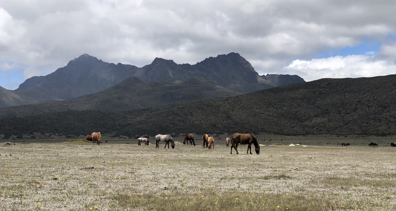 Parque Nacional Cotopaxi, Subpáramo, Wild Horses