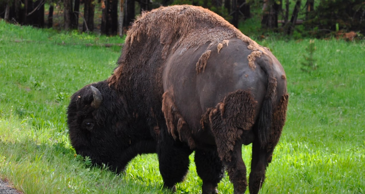 Yellowstone National Park, American Bison