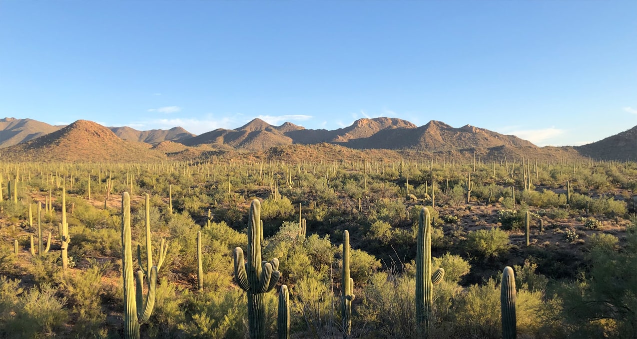 Saguaro National Park, Tucson Mountain District